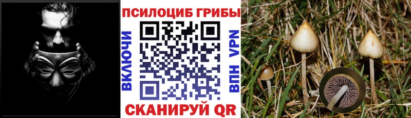 Псилоцибиновые грибы Psilocybe  купить наркоту  Таруса 